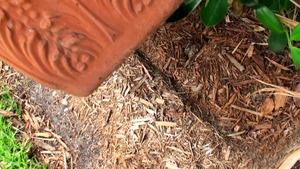 MILF Hunter: Mature Toni FFM